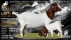 1+2 X BOER GOAT STUD DOE Lajanco Boerbokstoet