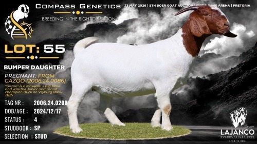 1 X BOER GOAT STUD PREGNANT DOE Lajanco Boerbokstoet