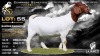 1 X BOER GOAT STUD PREGNANT DOE Lajanco Boerbokstoet