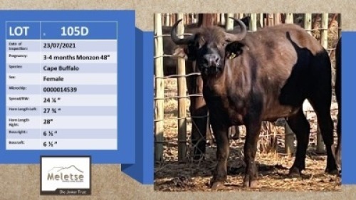 2X Buffel/Buffalo V/F:2 Meletse Private Game Reserve (Per Piece to take the lot/Per stuk om lot te neem)