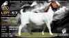 1 X BOER GOAT STUD PREGNANT DOE Lajanco Boerbokstoet