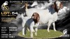 1+1 X BOER GOAT FLOCK ON TEAT DOE Lajanco Boerbokstoet
