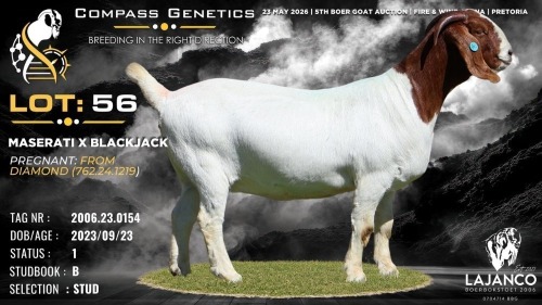 1 X BOER GOAT STUD PREGNANT DOE Lajanco Boerbokstoet