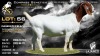 1 X BOER GOAT STUD PREGNANT DOE Lajanco Boerbokstoet