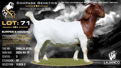 1 X BOER GOAT FLOCK ON COLOUR PREGNANT DOE Lajanco Boerbokstoet