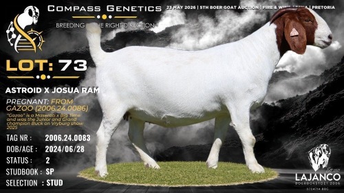 1 X BOER GOAT STUD PREGNANT DOE Lajanco Boerbokstoet