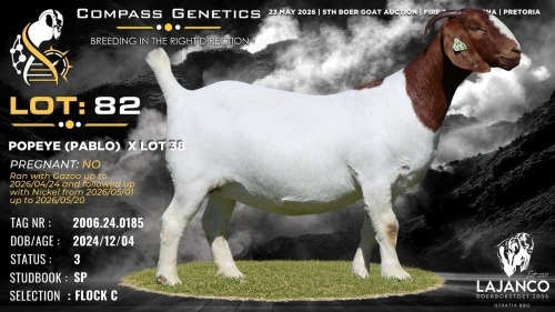 1 X BOER GOAT FLOCK ON TEAT DOE Lajanco Boerbokstoet