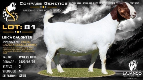 1 X BOER GOAT STUD PREGNANT DOE Lajanco Boerbokstoet