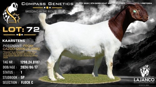 1 X BOER GOAT FLOCK ON COLOUR PREGNANT DOE Lajanco Boerbokstoet