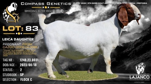 1 X BOER GOAT FLOCK ON COLOUR PREGNANT DOE Lajanco Boerbokstoet