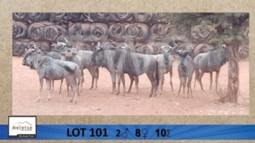 10X Blouwildebees/Blue Wildebeast M:2 V/F:8 Meletse Private Game Reserve (Per Piece to take the lot/Per stuk om lot te neem)