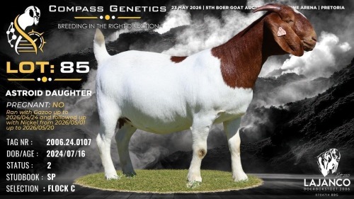 1 X BOER GOAT FLOCK ON COLOUR DOE Lajanco Boerbokstoet