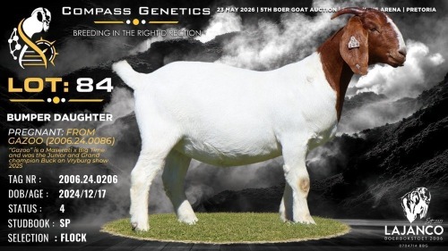 1 X BOER GOAT FLOCK PREGNANT DOE Lajanco Boerbokstoet