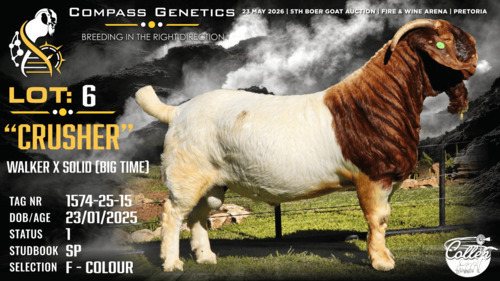 1 X BOER GOAT FLOCK COLOUR BUCK Collen Boerdery