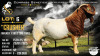 1 X BOER GOAT FLOCK COLOUR BUCK Collen Boerdery