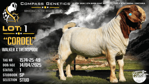 1 X BOER GOAT STUD BUCK Collen Boerdery