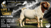 1 X BOER GOAT STUD BUCK Collen Boerdery