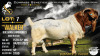 1 X BOER GOAT STUD BUCK Collen Boerdery
