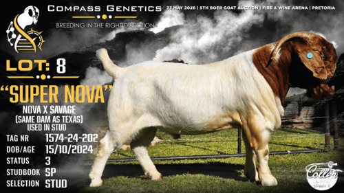 1 X BOER GOAT STUD BUCK Collen Boerdery