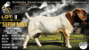 1 X BOER GOAT STUD BUCK Collen Boerdery
