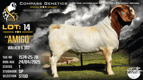 1 X BOER GOAT STUD BUCK Collen Boerdery