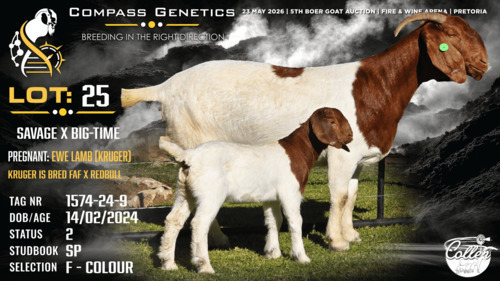 1+1 X BOER GOAT FLOCK COLOUR DOE Collen Boerdery