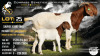 1+1 X BOER GOAT FLOCK COLOUR DOE Collen Boerdery