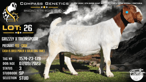 1 X BOER GOAT STUD PREGNANT DOE Collen Boerdery