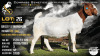 1 X BOER GOAT STUD PREGNANT DOE Collen Boerdery