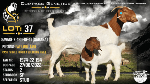 1+1 X BOER GOAT STUD DOE Collen Boerdery