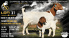1+1 X BOER GOAT STUD DOE Collen Boerdery