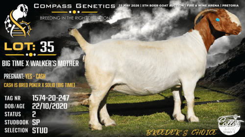 1 X BOER GOAT STUD PREGNANT DOE Collen Boerdery