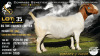 1 X BOER GOAT STUD PREGNANT DOE Collen Boerdery
