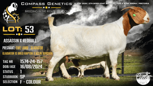 1+1 X BOER GOAT FLOCK COLOUR DOE Collen Boerdery