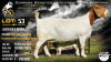 1+1 X BOER GOAT FLOCK COLOUR DOE Collen Boerdery