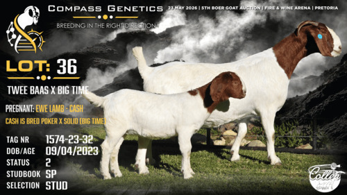1+1 X BOER GOAT STUD DOE Collen Boerdery