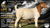 1 X BOER GOAT FLOCK COLOUR DOE Collen Boerdery