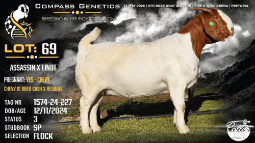 1 X BOER GOAT FLOCK PREGNANT DOE Collen Boerdery