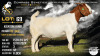 1 X BOER GOAT FLOCK PREGNANT DOE Collen Boerdery