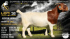 1 X BOER GOAT STUD PREGNANT DOE Collen Boerdery