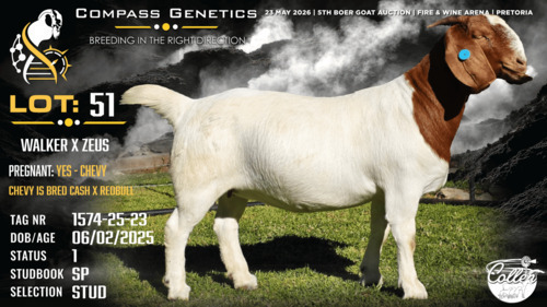 1 X BOER GOAT STUD PREGNANT DOE Collen Boerdery