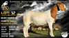 1 X BOER GOAT STUD PREGNANT DOE Collen Boerdery