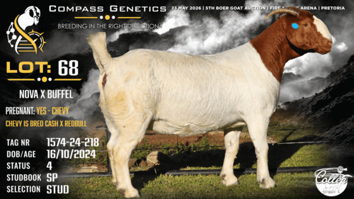 1 X BOER GOAT STUD PREGNANT DOE Collen Boerdery