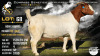 1 X BOER GOAT STUD PREGNANT DOE Collen Boerdery