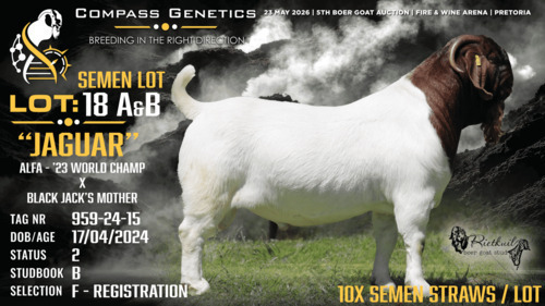 10 X BOER GOAT FLOCK ON REGISTRATION SEMEN Rietkuil