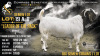 10 X BOER GOAT STUD SEMEN Rietkuil