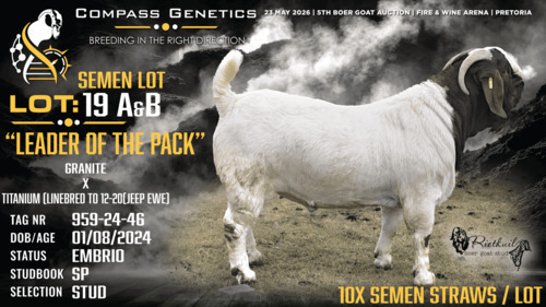 10 X BOER GOAT STUD SEMEN Rietkuil
