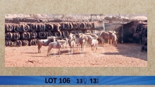 13X Goue Wildebees/Golden Wildebeest V/F:13 Trollope Brothers (Per Piece to take the lot/Per stuk om lot te neem)
