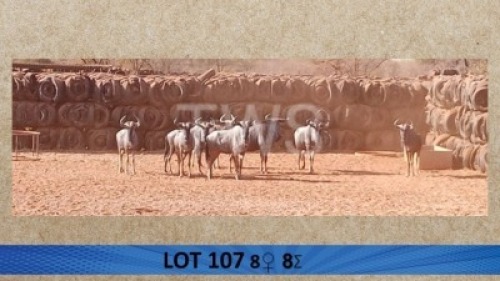 8X Blouwildebees/Blue Wildebeast V/F:8 Trollope Brothers (Per Piece to take the lot/Per stuk om lot te neem)