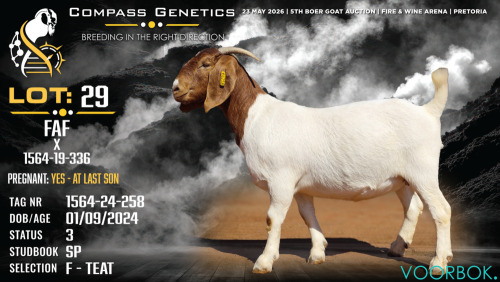 1 X BOER GOAT FLOCK ON TEAT DOE Voorbok